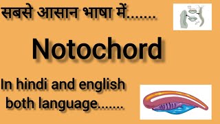 NOTOCHORD  In hindi and english  BIOLOGY  CHORDATES AND NON CHORDATES CLASS 11  NEET 2025 [upl. by Katt]