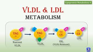 22 VLDL LDL Metabolism  Lipid metabolism  Biochemistry  NJOY Biochemistry [upl. by Aciraa]