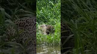 Onça Pintada no Pantanal Matogrossense Onça oncapintada Pantanal jacaré [upl. by Htrahddis]