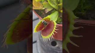 Carnivorous plant eating fly  Venus flytrap plant 🪴 [upl. by Martelle324]