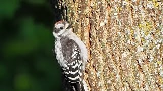 Woodpecker Waiting For Food  Downy Woodpecker Call  Young Woodpecker Sounds  Bird Voice  shorts [upl. by Sibell635]