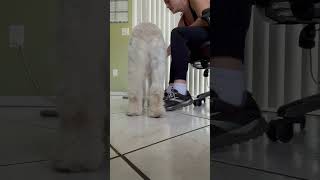 How to put a harness on your puppy goldendoodlepuppy puppytraining [upl. by Airamanna]