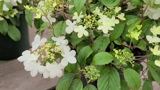 Viburnum Summer Snowflake Doublefile Viburnum  White flowers deciduous shrub [upl. by Andeee]