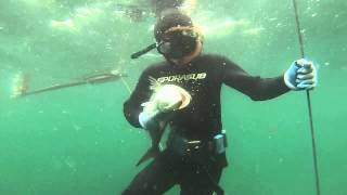 2014 Block Island Spearfishing compilation with Spearit Charters [upl. by Aita]