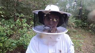 Africanized Killer Bee Removal and Honey Harvest [upl. by Dalis]