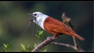 The Neotropical Bellbirds and their very loud calls [upl. by Manouch]