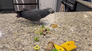 Merlin the Timneh African Grey having breakfast [upl. by Sedlik]