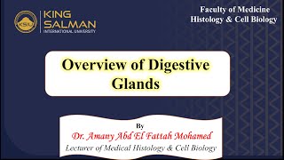 Overview of Digestive glands [upl. by Lally]