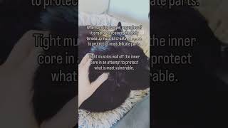 Creating Healing Space  Animal Massage [upl. by Constantino]