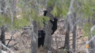 3 bébés ours noirs [upl. by Marigold]