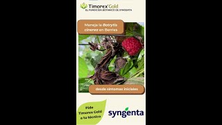 Manejo de Botrytis cinerea en berries con Timorex Gold [upl. by Perni]