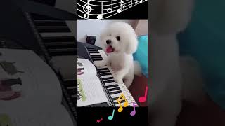 Cute Dog Plays Piano 🎹🐶  Funniest Performance Ever [upl. by Dow8]