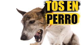 Tos en perro sintomas causas y tratamiento [upl. by Frissell173]