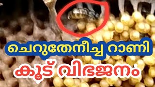 STINGLESS BEE QUEENCHERUTHENEECHA VALARTHALTHENEECHA VALARTHALതേനീച്ച കോളനി വിഭജനംDIVISION [upl. by Eide]