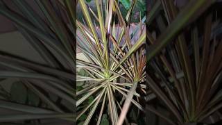 How to grow red dracaena marginata plant easy grow plant outdoor plants for home gardenshorts [upl. by Huntingdon]