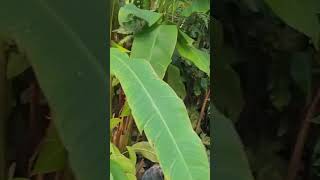 Tropical plants from the Philippines shortvideo shortreels nature canada [upl. by Aner]