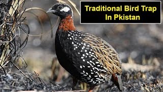 Best Traditional Bird Trap for partridge Grey amp Black francolin [upl. by Meuser689]