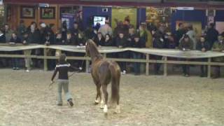 ♂ Cabdula du Tillard jumping stallion SF by Abdullah Trak [upl. by Laefar]