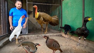 Yellow Knobbed Curassow Breeding Farm Red Golden Pheasant Ground Birds Farming Hsn Entertainment [upl. by Ellenej]