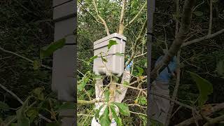 Removing Interceptor Honeybee Swarm Trap from Tree shorts [upl. by Klarrisa]