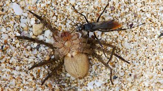 Spider vs Wasp in battle to the death [upl. by Seline]