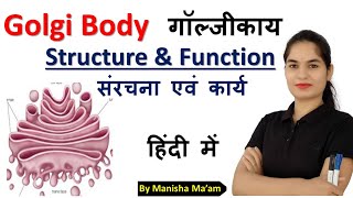 Golgi Body Structure and function  गॉल्जीकाय की संरचना एवं कार्य  Golgi Apparatus Anatomy lecture [upl. by Mccready]