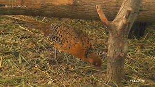 Гибридная самка Hybrid Syrmaticus reevesii pheasant [upl. by Toole]