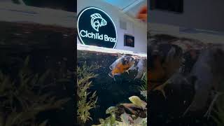 Feeding a 180 Gallon Cichlid Tank [upl. by Colly]