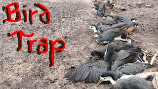 bird trap using sound mp3 [upl. by Lipscomb659]