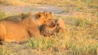 Lion Kills Warthog [upl. by Sualakcin]