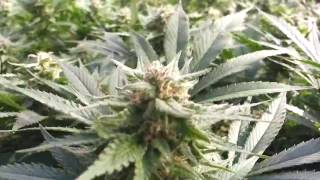 Moby Dick Dinafem seeds SCROG  100  guerilla grow Outdoor 2015 [upl. by Sirromed]