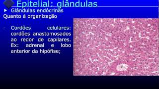 Tecido epitelial glandular  parte 33 [upl. by Slin138]