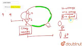 What are ciliary muscles   CLASS 10  LENSES  PHYSICS  Doubtnut [upl. by Eanar]