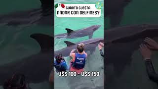 CUANTO CUESTA NADAR CON DELFINES  Cuánto Cuesta Viajar [upl. by Selimah]