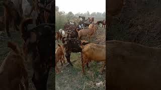 Goats Grazing Grass  Biggest Goats shotcuteanimalshortfeedsjunglelifestyle [upl. by Reich]