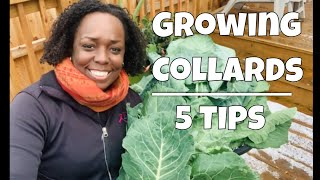 Growing Collard Greens  5 Tips [upl. by Snilloc]