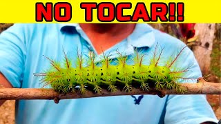 Top 10 Orugas Que NO Debes TOCAR Jamás [upl. by Eyks]