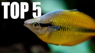 5 MUST HAVE Tankmates for RAINBOWFISH [upl. by Atteoj]