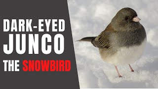 DARKEYED JUNCOS – Fun Facts about their Winter Habits [upl. by Nidraj]