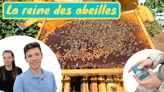 COMMENT ATTRAPER ET MARQUER LA REINE DES ABEILLES  L’un des meilleurs outils  le One Hand [upl. by Mit693]