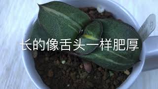 “卧牛”是一种冷门多肉，长相呆萌，养护超简单，懒人首选 Rare to see Gasteria armstrongii [upl. by Adal]