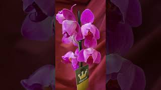 ОрхидеяРозовый пилор Покупка Красивый очень Orchid Pink pylorus Purchase Very beautiful [upl. by Remle]