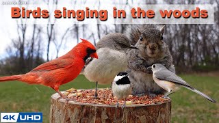 4 HOURS of Birds Singing in the Woods 4K Cat TV Bird Video Relaxing Sound Awesome World 025 [upl. by Atirak85]