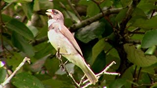 Canto Para Esquentar Coleiro  Gravado ao Vivo na Natureza ✔ [upl. by Atnas]