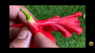 Parts of flower part1Hibiscus rosa sinensismalvaceae family🌺🌺🌺🌺🌺🌺imp for exam [upl. by Amrita]