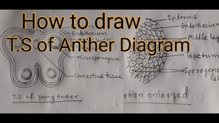 How to draw TS of Anther Diagram Structure of Anther TS of Anther [upl. by Englis]