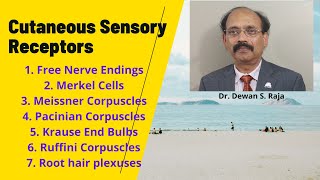 Cutaneous Sensory Receptors [upl. by Also]