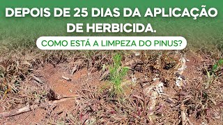 Depois de 25 Dias da aplicação de Herbicida como está a limpeza do Pinus v142 [upl. by Trebliw]