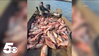 Invasive fish species terrorizing rivers across the US [upl. by Euphemia928]