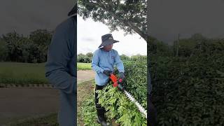 Cordless Electric Hedge Trimmer [upl. by Nnylirret]